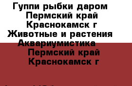 Гуппи рыбки даром - Пермский край, Краснокамск г. Животные и растения » Аквариумистика   . Пермский край,Краснокамск г.